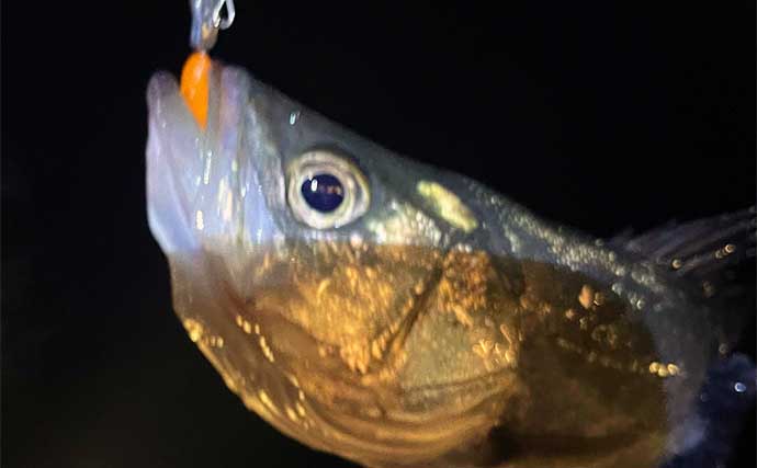 電車釣行可能な大阪湾釣り開放エリア『シーサイドコスモス』紹介　釣れる魚は？