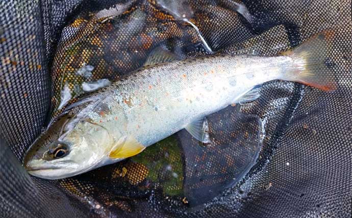 渓流エサ釣り愛好家が釣り友にウソをつく理由は【単独釣行をしたいから？】