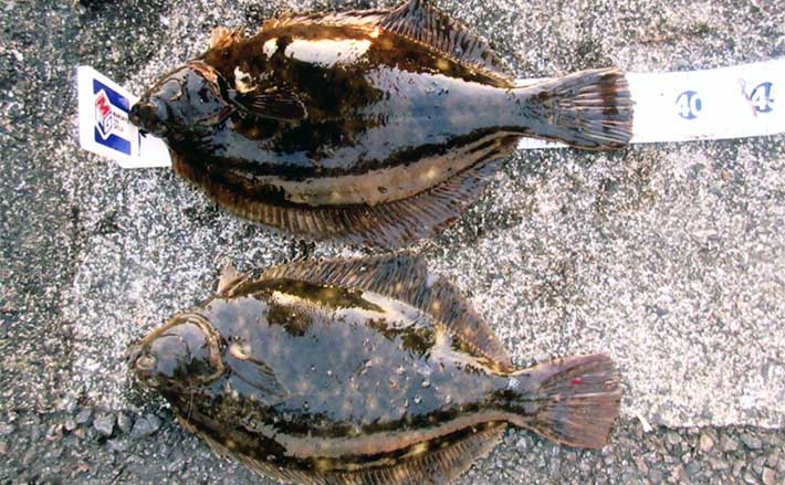 堤防投げ釣りで36cmマコガレイをキャッチ【福岡】置き竿にヒット