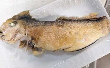 釣ったシロアマダイで作る絶品レシピ5選　シンプルな調理法がオススメ