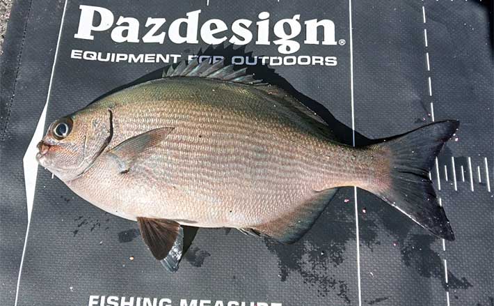 伊豆大島遠征フカセ釣りでメジナ不発も35cmシマアジに良型イサキを