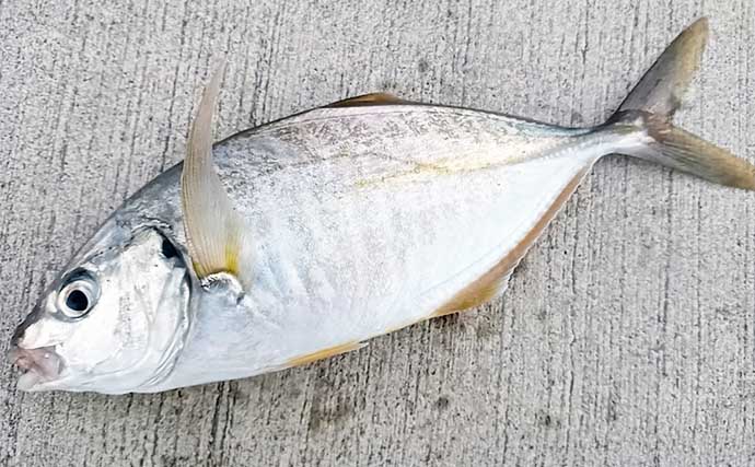 伊豆大島遠征フカセ釣りでメジナ不発も35cmシマアジに良型イサキをゲット