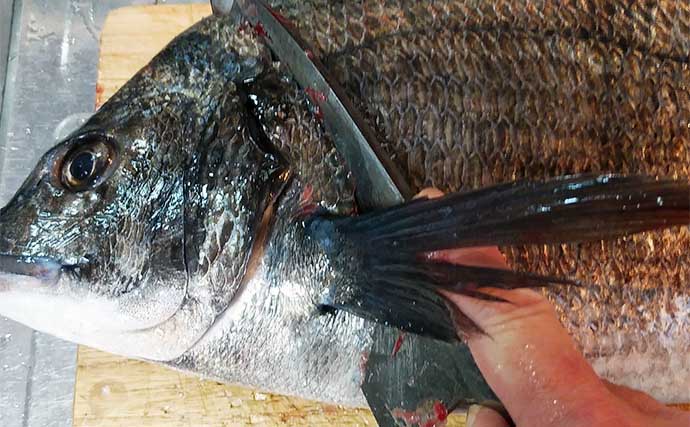 釣り魚で作る「健康増進」レシピ：チヌの酢洗い　意外に日持ちもする？