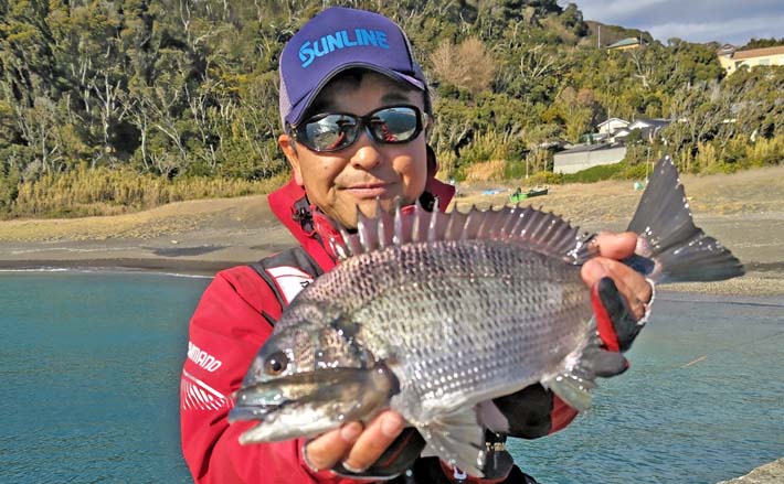 堤防フカセ釣りで36cm頭にクロダイ2尾にメジナを好捕【千葉