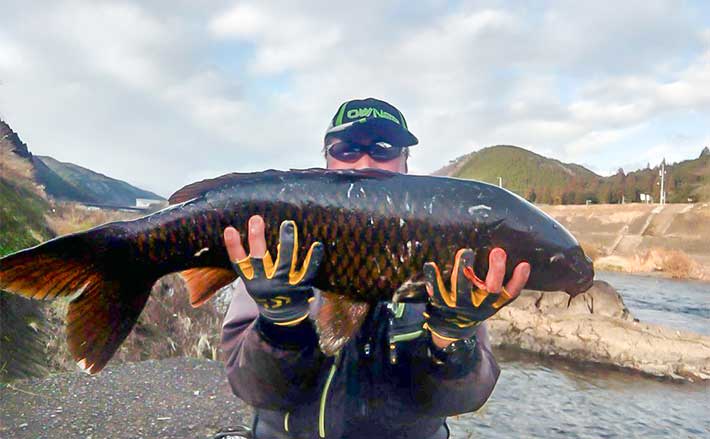 長良川での寒ゴイ釣りで77cmマゴイ浮上【岐阜】ノベザオにボイリーエサ