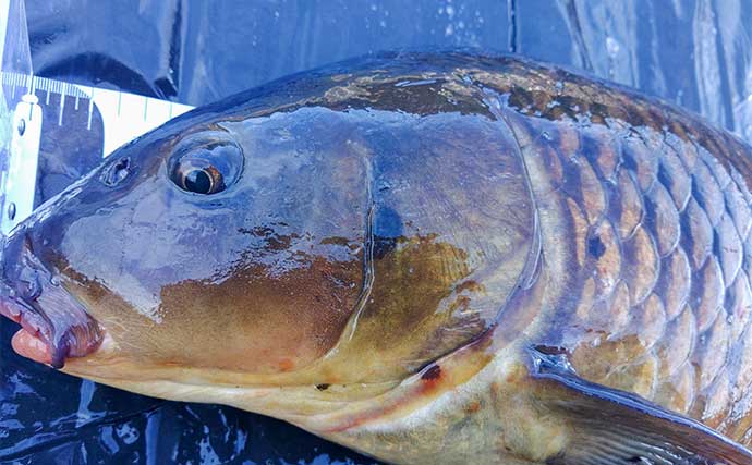 長良川での寒ゴイ釣りで77cmマゴイ浮上【岐阜】ノベザオにボイリーエサで挑戦