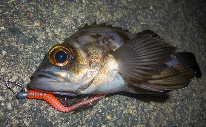 四日市港でのアジング釣行で本命アジ連打【三重】常夜灯周りを狙い撃ち