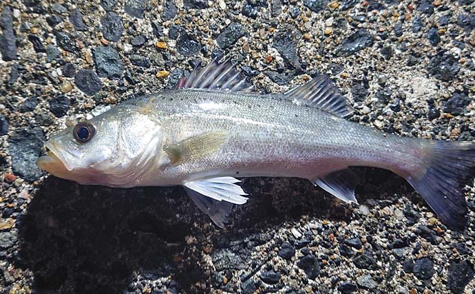 夜の投げ釣りでアナゴ10匹を手中【愛知・大野海岸】煮アナゴ丼に舌鼓