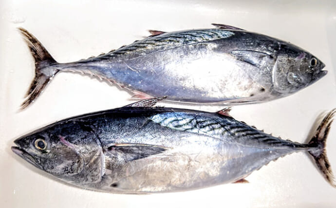 養殖魚生産量日本一の愛媛で「全身トロ」と評される【スマの完全養殖】に成功