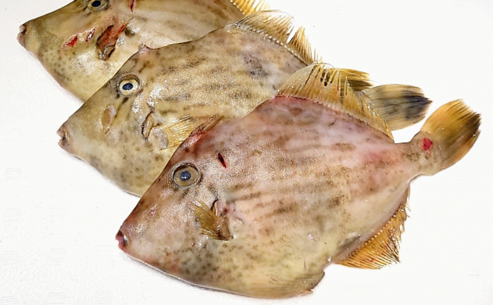 意外と知られていない「カワハギの皮を剥いだらダメ」な理由 先に捌く