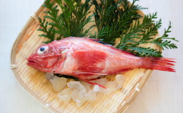 「白身のトロ」と呼ばれるサカナたち　脂ノリすぎて食べられない魚も？