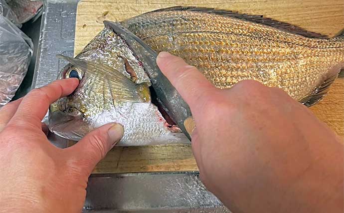 釣った魚で「おつまみ」レシピ：ヘダイのカツレツ　揚げ焼きがポイント