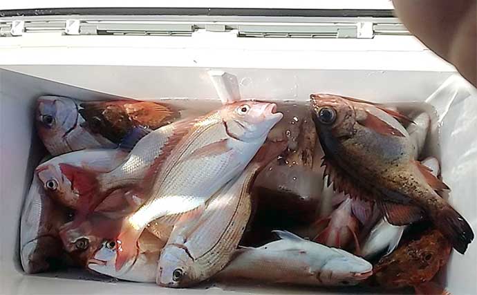 関東エリアの【船釣り特選釣果】LTアジで30cm頭に100尾オーバーと快釣