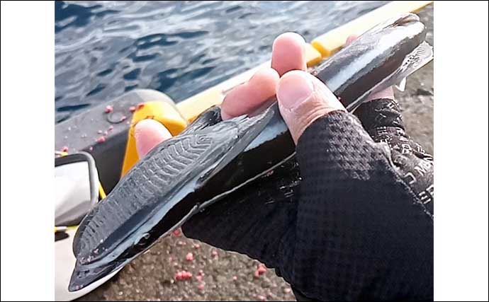 伊豆諸島『式根島』でのワーム使ったルアー釣行で巨大ザメにコバンザメと珍客揃い