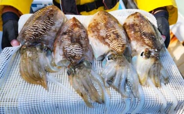 【釣果速報】伊良湖沖でのコウイカ釣りで肉厚の良型が続々顔出し（愛知）