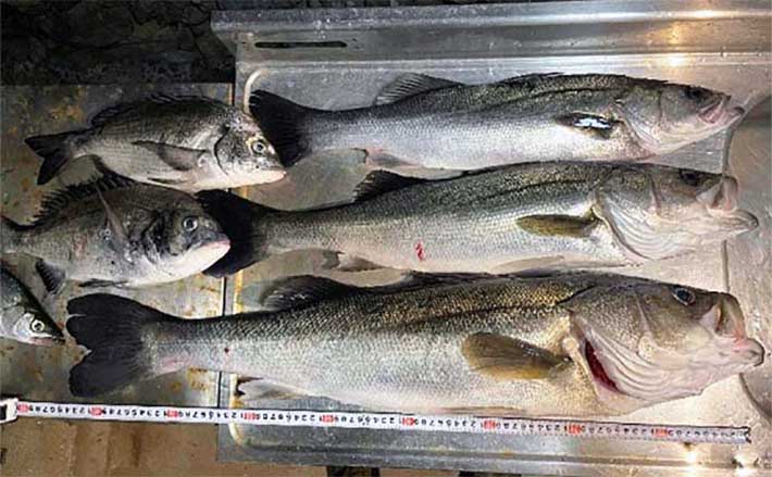 ボートでのルアーシーバス釣行で86cmマルスズキ浮上【熊本】磯周りで
