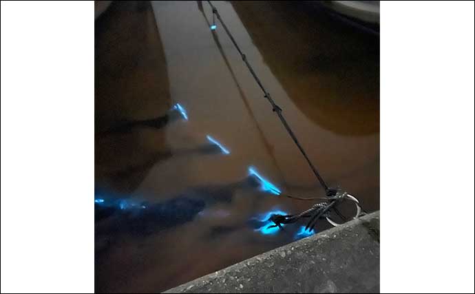 【夜行虫は夜釣りの大敵！】 魚が釣れなくなる理由と対応方法を解説