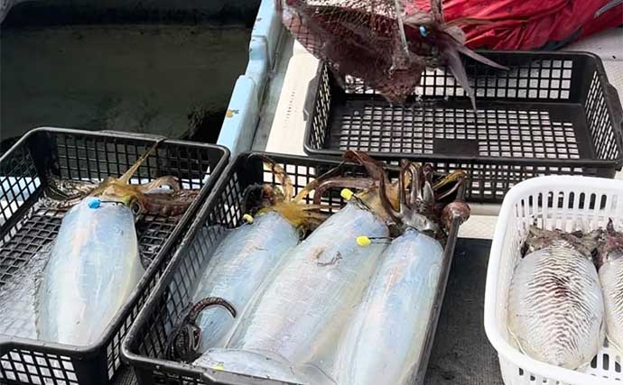 ティップランエギング釣行でキロ超の大型アオリイカが連発【天草・幸丸】