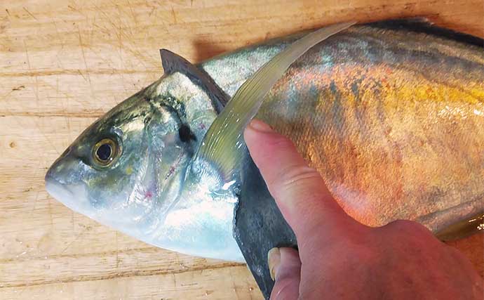 釣った魚で作る「おつまみ」レシピ：シマアジの塩ダレ　オリーブオイルが鍵