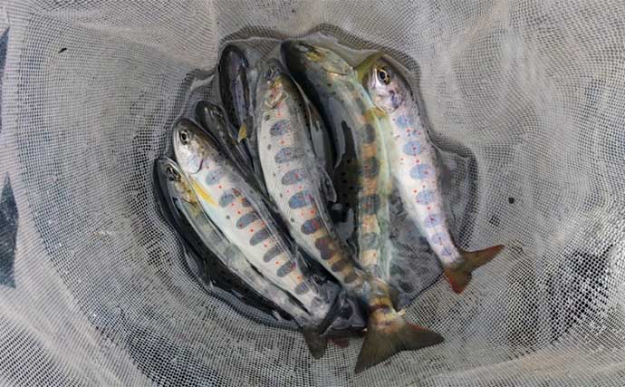 解禁当日の長良川支流での渓流エサ釣りで2桁釣果【岐阜】リリースサイズも多く混じる