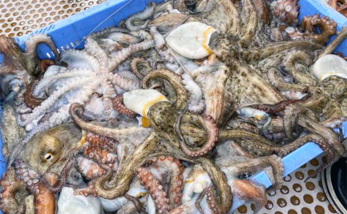 エビス丸」現役船長が心底驚いた爆釣釣果は【1時間半でマダコ28匹