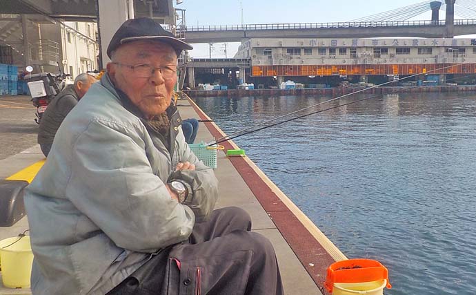 早川港でのアジの泳がせ釣りで1.7kgアオリイカ手中【神奈川】ヤエン仕掛けにもヒット