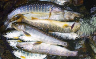 渓流釣り河川ポイント紹介2024：益田川漁協管内（岐阜）魚影の濃い河川がたくさん
