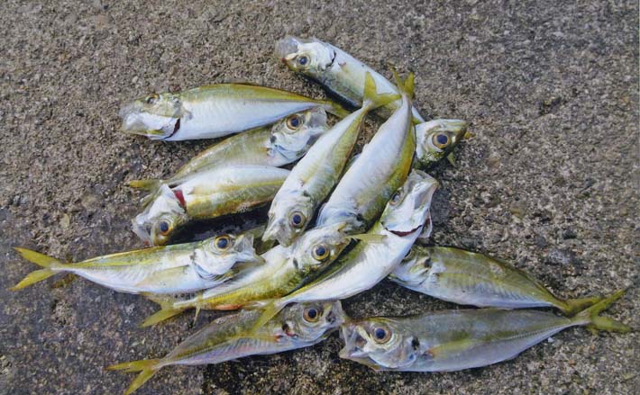 堤防での投げサビキ釣りで18cm頭にアジ13匹キャッチ【三重・奈屋浦漁港
