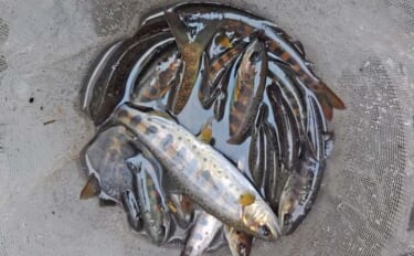 栗巣川での渓流エサ釣りで20cm超ヒレピンアマゴと対面（岐阜）塩イクラ…