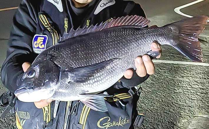 志布志港フカセ釣りで50cm寒チヌ手中【鹿児島】ルアーではカマスがお