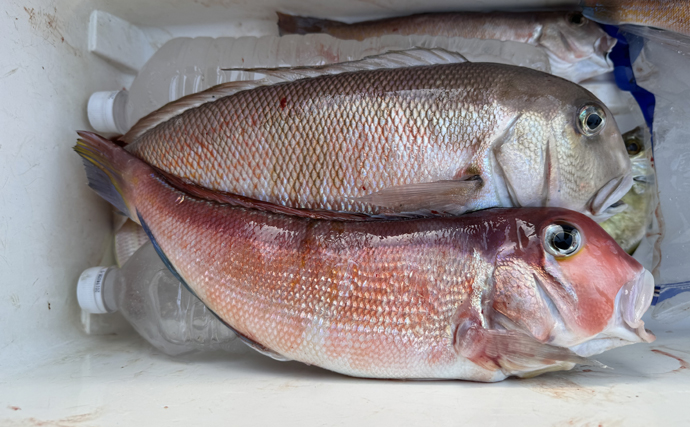 超高級魚『シロアマダイ』の分布域が拡大中　水揚げ増えれば値段も下がるか