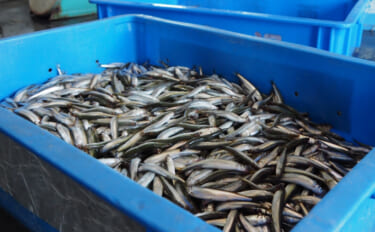琵琶湖のアユが記録的不漁　全国のアユ漁獲にマイナスの影響が及ぶワケとは？