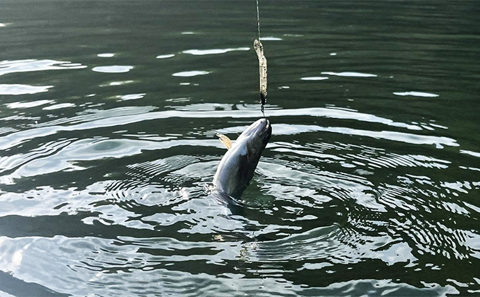 シーズン最盛期の千早川マス釣り場で112匹【大阪】状況毎にルアー＆誘い変更で数伸ばす