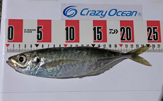 志賀島でのアジング釣行で25cm超え良型アジを好捕【福岡】グローカラーのワームが的中