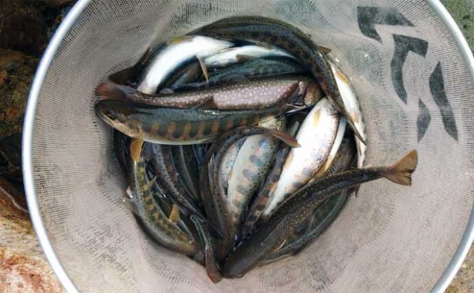 渓流釣り河川ポイント紹介2024：石徹白川（福井） 綺麗なアマゴ・ヤマメが釣れる