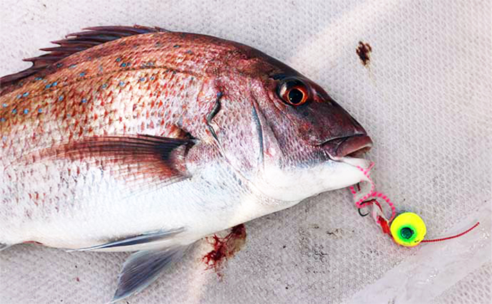 タイラバ仕掛けの基本をまるごと解説【おすすめセット仕掛けも紹介