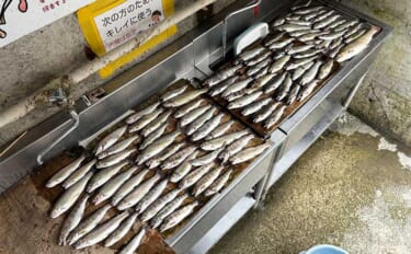 「木郷滝釣りセンター」でのウキ釣りでマス類89尾【熊本】どんぐり虫が最強エサ？