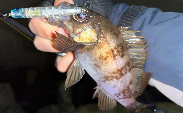 プラグルアーでのメバリングでメバルと対面成功【北九州】プラグのハイ