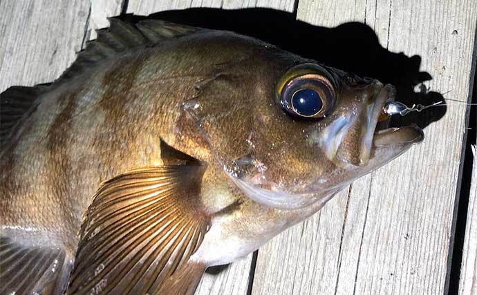 意外と知らない【魚の目】に関する話　視力は良くないけど視野は広い？