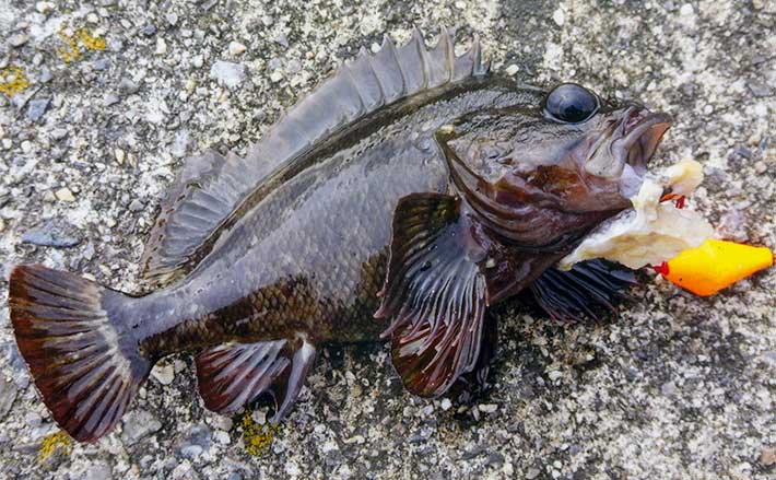 堤防での穴釣りで26cmカサゴ浮上【三重・千代崎漁港】イカの短冊エサに