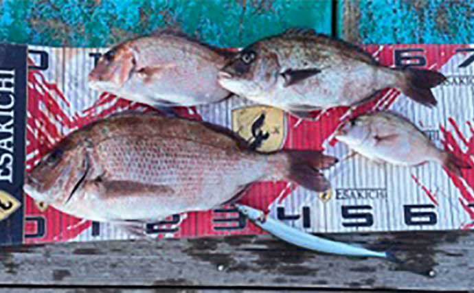 【カカリ釣り釣果速報】オキアミエサのダンゴ釣りで46cmクロダイ手中（三重）