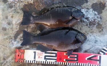 城ヶ島での磯フカセ釣りで34cmメジナ手中【神奈川】ナギ倒れでアタリは…