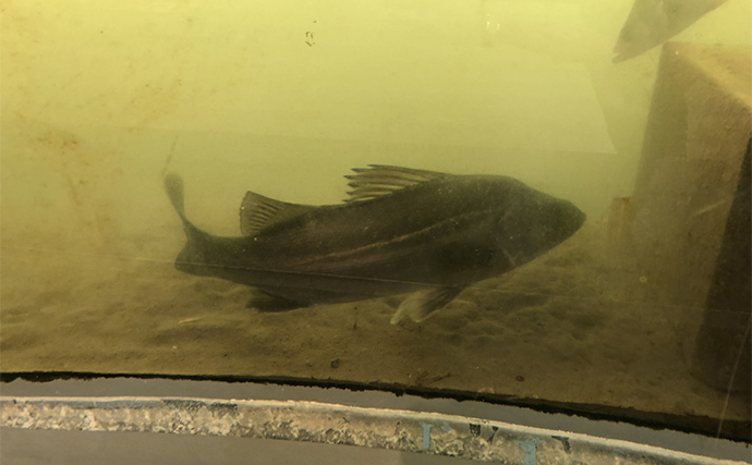 「川の中が丸見え！」釣り人なら見ておきたい『北九州市水環境館』を訪問