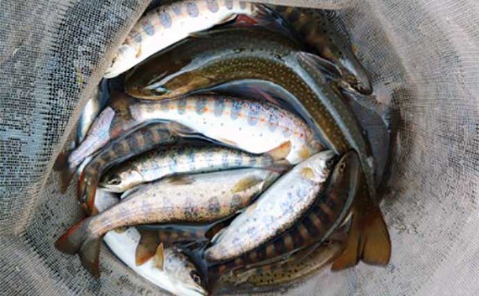 長良川での渓流エサ釣りで23cm頭にアマゴ15匹【岐阜】尺イワナもサプライズ登場