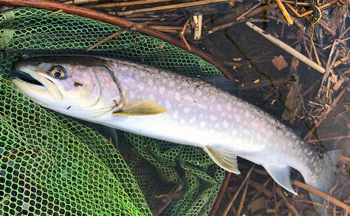 アメマス釣りで68cm本命キャッチ【北海道】鮭稚魚カラーの小型ジグにヒット | TSURINEWS