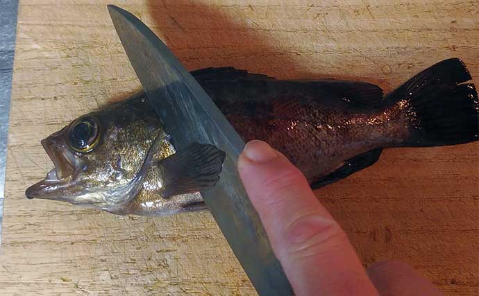 釣った魚で作る「刺身アレンジ」レシピ：メバルの梅昆布　他魚種でもお試しを