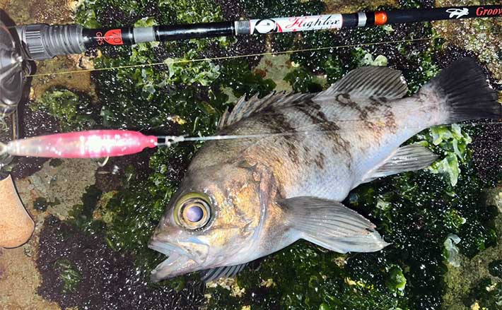 陸っぱりメバリング釣行で26cmメバルを好捕【福岡】うねりを渾身の遠投で攻略 | TSURINEWS