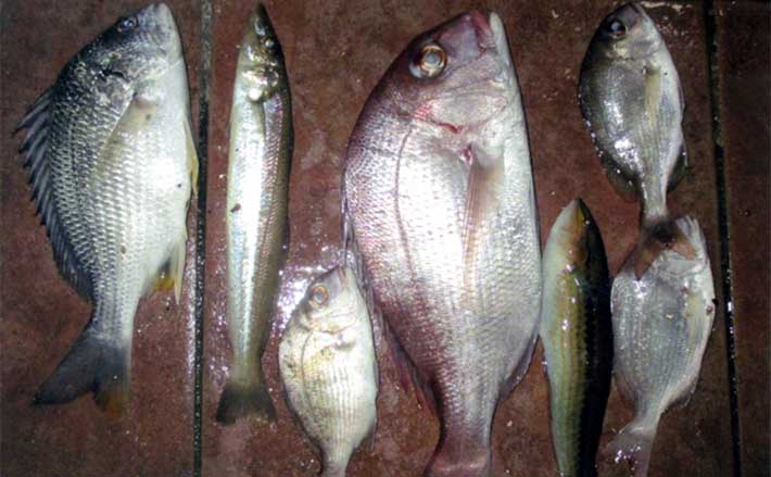 冬の投げ釣りで良型キスにマダイにチヌをキャッチ【大分】今後はカレイ