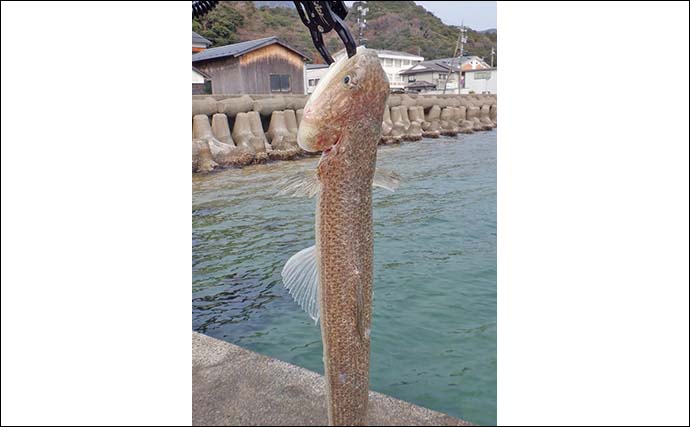 敦賀港でのショアジギング釣行で50cm超えサゴシ3本をキャッチ【福井】