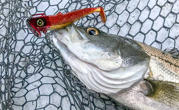 釣*グ様 シーバス　ルアー　まとめ売り　約45点 240315_ch2301.jpg